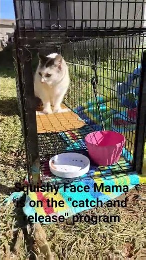 Squishy Face Mama LOVES to be trapped! #tnr #tnrsaveslives #cat #cute #catchandrelease