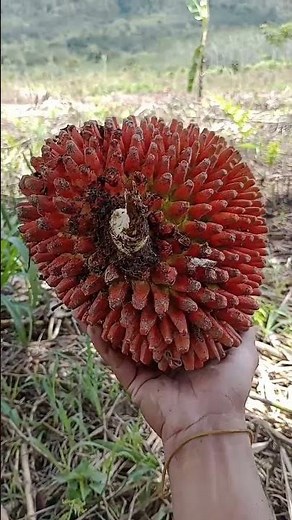 PANDAN Fruit