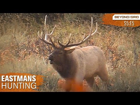 Calling in Two Bulls at Once! - Bow hunting Elk with Grizzlies