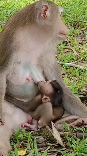 enjoy milk and so sweet dream #viralvideo #Tiktokmonkey #tiktokamzing #vairlreels #monkeybusiness