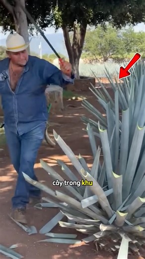 Người đàn ông nghĩ rằng mình đã trồng nhầm loại cây này 😆 #shortsviral ￼
