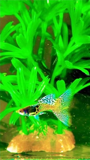 guppy Guppy Guppy |#guppyfishfarming |Petstore