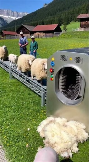 Incredible Automatic Sheep Shearing Machine! 🐑 #ShearingMachine #SheepFarming #Automation
