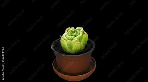 Time-lapse of drying and growing Celery vegetable (Apium graveolens var. Rapaceum) 1a4 in 4K PNG+ format with ALPHA transparency channel isolated on black background