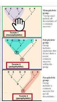 Difference between Monophyletic group, Polyphyletic group and Paraphyletic group.