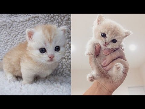 Mga Kuting Nakakatawa at Cute na Pusa Compilation 2022