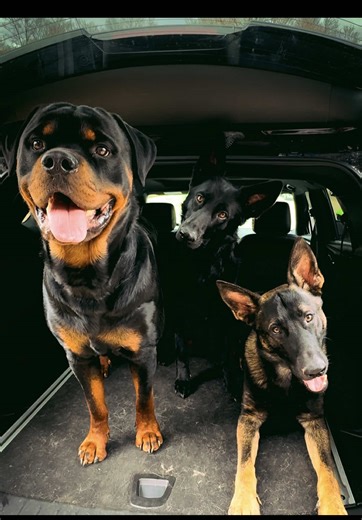 I still can’t believe we did this 🥹 Three puppies at the same time… and I would choose them every single time. #d#dogsoftiktokp#puppiesoftiktokg#germanshepherdr#rottweilerdogmomlife