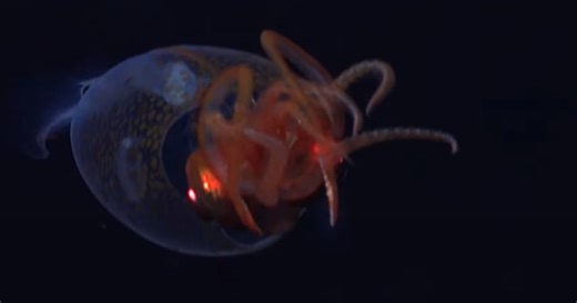 Living Colossal Squid Recorded in Its Habitat for First Time in History