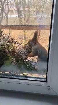 Determined Squirrel Builds Massive Nest on Window Bird Feeder