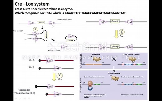 Cre-LoxP system 谱系示踪 基因敲除