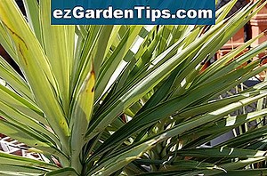 Comment diviser les plantes Yucca? 🌱 Conseils Jardiniers - Fr.ezGardenTips.com