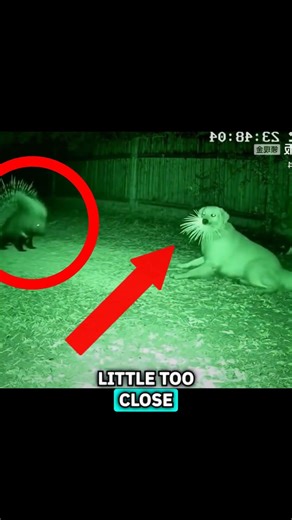 Dogs Meet a Porcupine for the First Time