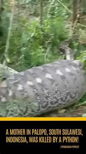 Mike Holston | Comment your thoughts 💭 … Sulawesi is known for having reticulated pythons eating people .. this is like a 3-4 x a year thing I’m guessing... | Instagram
