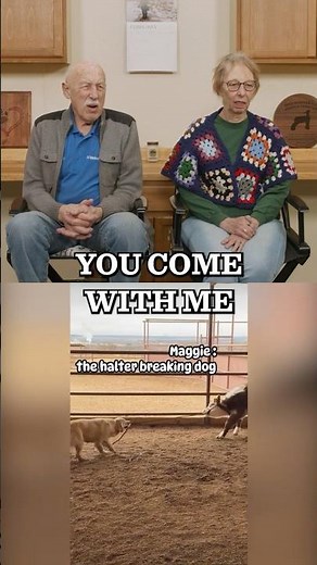 Dr. Pol Reacts – Dog Trains a Cow?! 😳🐶🐄#drpol