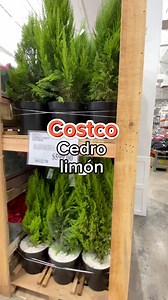 Cedro limón natural con un aroma inigualable! #costco #costcofinds #costcowholesale #cedro #plantas #facebookviral #facebookpost #virals | Costco_soytufan