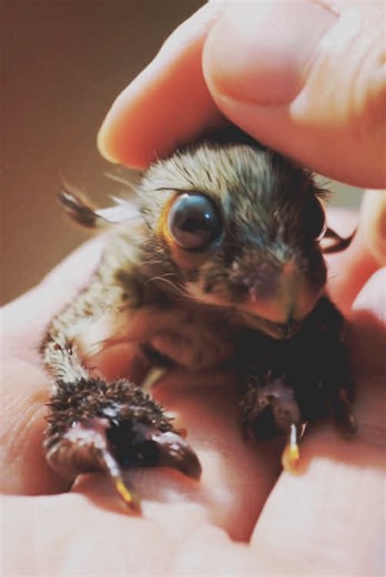 Tiny Alien Discovery: Where Is It From?