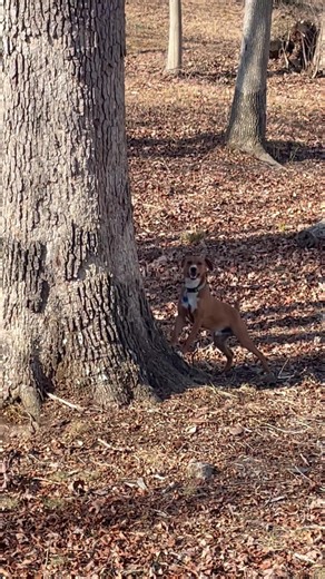 7 month old Treeing Feist Junebug. He's the most natural squirrel dog I've ever hunted. He's been putting them up and treeing hard for a couple of months now. | Gary Anderson