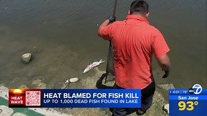 Extreme heat has killed up to 1,000 fish at Fremont lake, city says