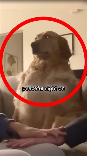 Dogs Who Forget They Were Dogs 🐕 #shorts