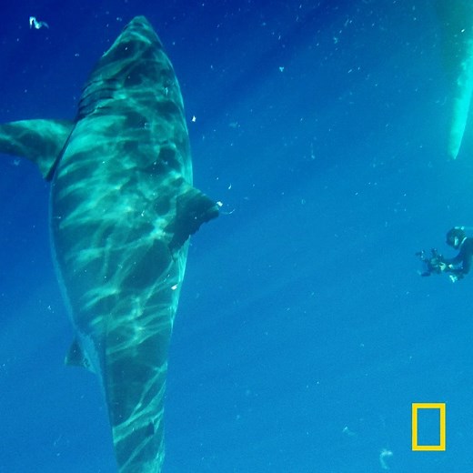 116K views · 506 shares | Divers in Hawaii get the shock of their lives when what might be the world's biggest great white shark appears from the deep. Watch tonight at 8/7c on Nat Geo WILD! | National Geographic Animals | Facebook