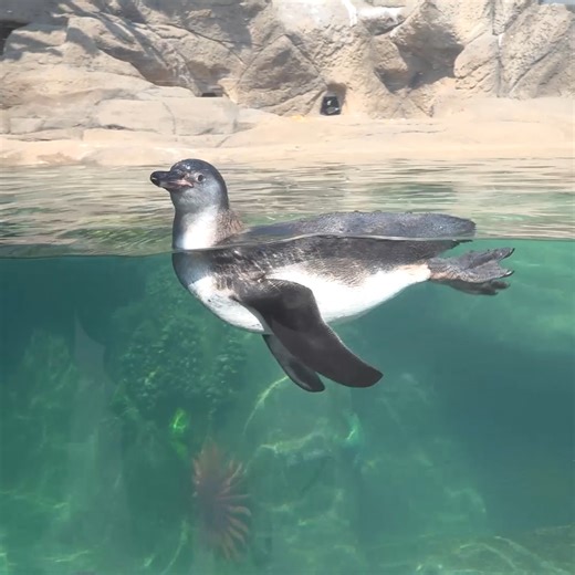 Introducing the newest feathered-friend to join Penguins of the Pacific! 🐧 This chick hatched on March 14 to parents Lilly and Mariano and they have been nurturing it from behind the scenes. At the time of it's first swim, the juvenile is the same size as the adults. You will be able to find him or her by the juvenile coloring, which it will keep until it's first molt at about a year and a half. Stop by and say hi on your next visit. | Milwaukee County Zoo