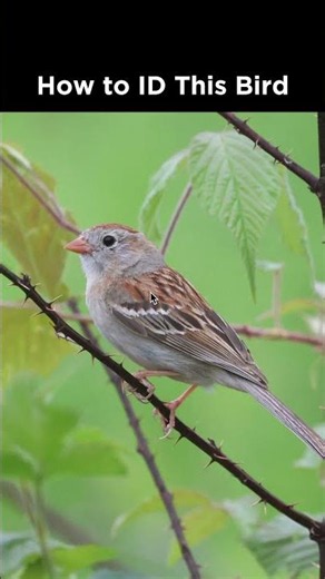 Can you identify this sparrow?