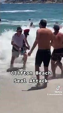 Why are SEALS attacking people? Clifton Beach Attack, Cape Town