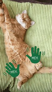 Dogs give everything 100%. Nutro gives them the energy to do it. NUTRO. FEED CLEAN™. | NUTRO Pet Food