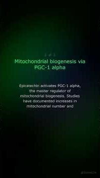 Epicatechin: Myostatin Inhibition, Muscle Growth & Mitochondria