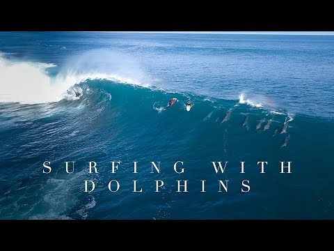 Surfing with Dolphins - Western Australia