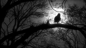 Scary Creepy Crow Raven Sitting On Tree Stock Motion Graphics SBV-312730767 - Storyblocks
