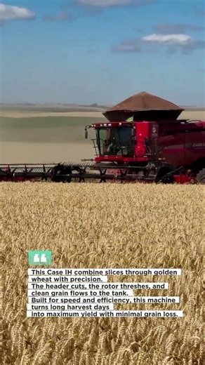 Case IH Combine Harvesting Power! #CaseIH #HarvestTime #FarmingUSA