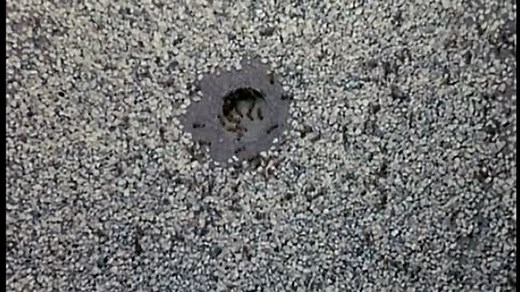 Secrets of Life (1956) Welcome to the movies and television