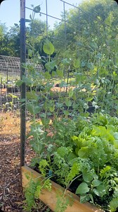 Simple, sturdy, and so easy to set up — I love using a cattle panel laid on its side as a DIY trellis in my garden! It’s absolutely perfect for crops like peas (as you can see here!) and works beautifully for other climbing plants too! Such a quick way to create a strong support system without any complicated building! #DIYGarden #GrowYourOwnFood #DIYGardening #GardeningTips #UrbanGardening #GrowYourOwn #GardenProjects #HomeGarden #SustainableLiving #GardenInspiration #BackyardGardening #gardent