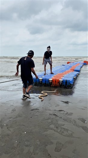 Cemong Mau Pulang karena Ombak Besar, Jalan Pulang Malah Dihadang Kirun! #shortsfeed #snake