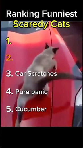 Ranking Funniest Scaredy Cats 🐈 #cats #funny #kitten #hungergamestiktok