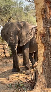 Beautiful female with her calf. The true safari experience. | Safari with Laz