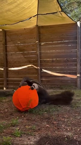 Anteater Engages with a Ball in Playful Moment