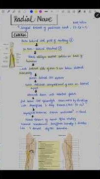 ✨Radial nerve complete course✨#radialnerve #upperlimb #anatomy #mbbsexams #mbbs
