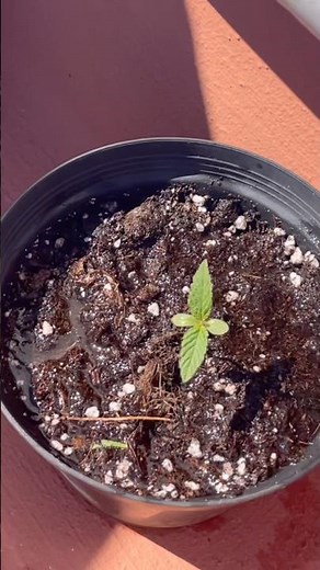 BLUE WIDOW DIA 10 - SEGUIMIENTO SEMANAL