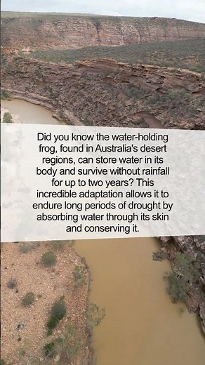 The Unbelievable Water-Holding Frog of the Desert