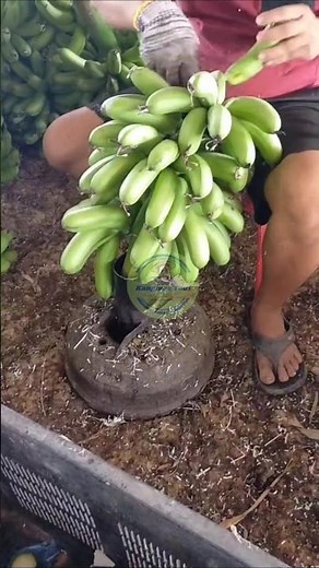 How to cut banana bunch comb