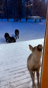 Wolves chase a young deer near my home #christmasschedule #businesshours #storehours #christianity #religion #extendedhours #sportsfan #trading #sports #footballbetting | SR Digital Tips