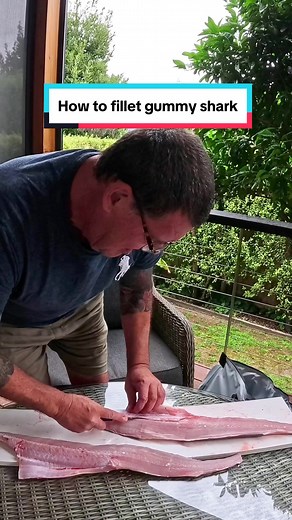 Proper Filleting Process for Gummy Sharks | Fishing Australia