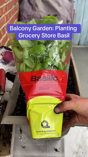 Replant Grocery Store Basil for a Thriving Balcony Garden