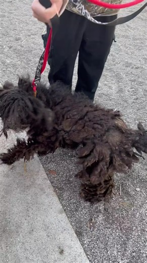 Animal welfare never stops, not even on Christmas Eve! ❤️🎄 Just before closing last night, Cindy Lou Who was brought to us after being found as a stray in Mt. Auburn, her body covered in painful, heavy mats. Today, she took the first step on her healing journey with a medical grooming that removed five and a half pounds of matted fur! 😳 Cindy’s recovery is just beginning. While she won’t be available for adoption until 12/26, we already know this sweet 30lb lady will find a loving home quickly