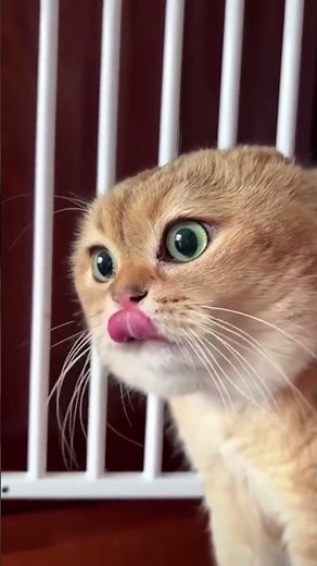 Two Cats Talking Meme Origin