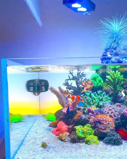 4.4K views · 29 reactions | Shallow reef lagoon #saltwatertank #malaysiareefclub #reefing #reefaquarium #reefing101 #marinefishtank #coraltank #myaquriumshops #kedaionline #reefscape #malaysianreefer #reeftankmalaysia #kedaionlinemalaysia #batukarang #fishkeeper #reeftankaddiction #reefmalaysia | MyaquariumShops Online Store | Facebook