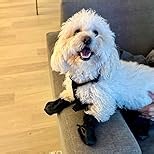 Dog Suspender Boots Leggings with Harness, Outdoor Straps Over Back Snow Boot, Waterproof Walkie Shoe, Anti-Slip and Dirty Proof Paw Protector for Small to Medium Dogs (Black,XL)