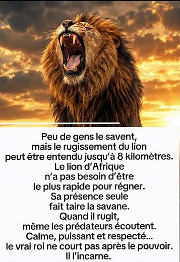 Le Rugissement Du Lion Peut S’Entendre À 8 KM 😳🦁